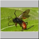 Alloplasta piceator - Schlupfwespe w01c 14mm - OS-Hasbergen-Lehmwiese det06.jpg